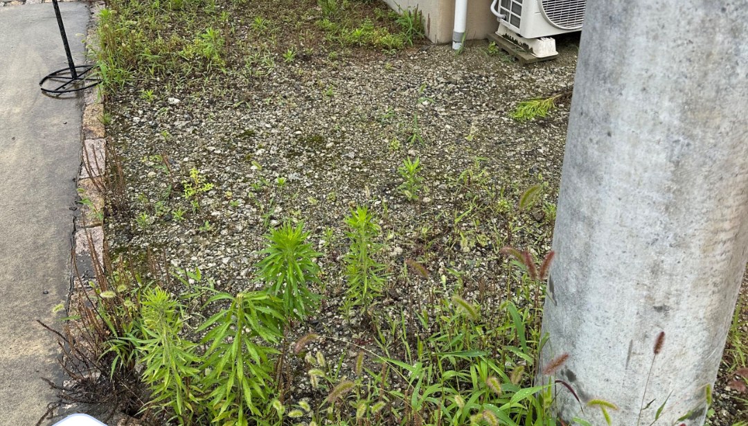 作業前。家のまわりに草が伸びている