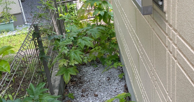作業前。家と塀のあいだの砂利に草が生い茂っている